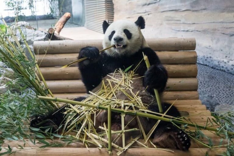 Zoo feeding panda