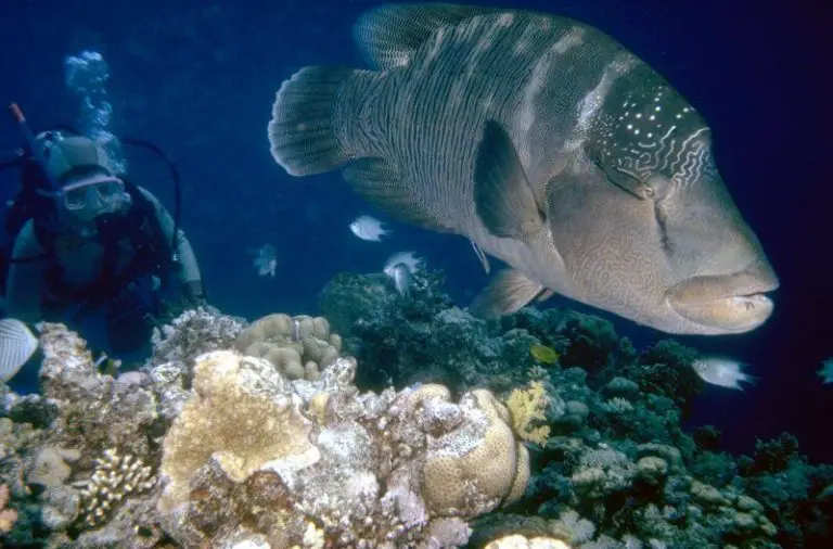 Fish in the Andaman Islands