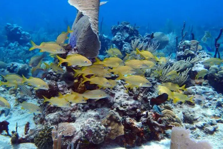 The underwater world of Catalina