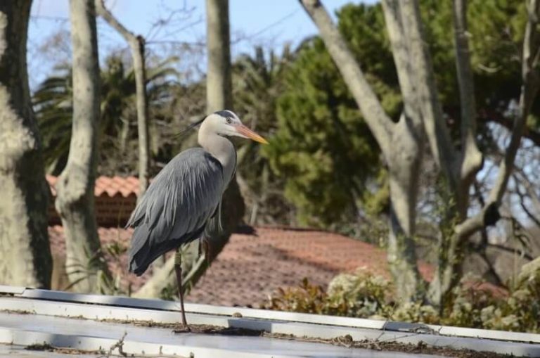 Bird at the Citadel Zoo
