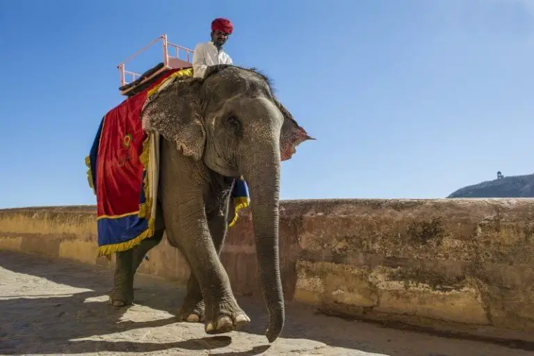 Elephant at Amber Fort