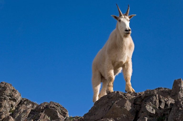 Alpine mountain goat