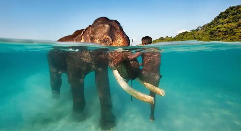 elephant in the sea on the Andaman