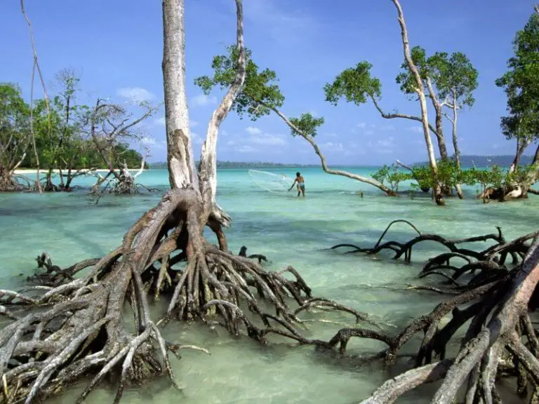 Unique trees in the Andaman Islands