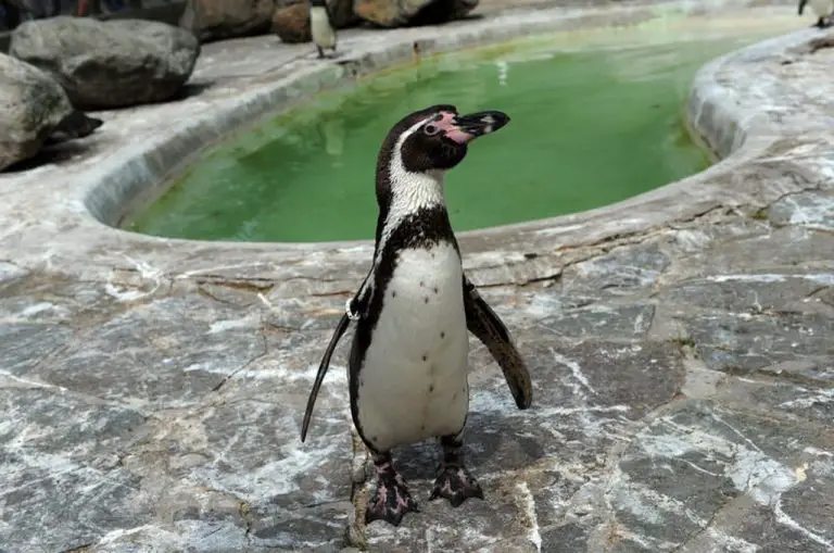 Penguin at the Antwerp Zoo