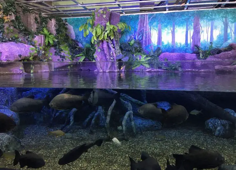 Aquarium Dunyasi