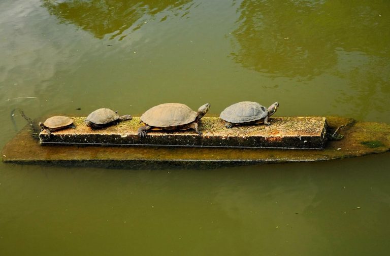 Turtles in a botanical garden