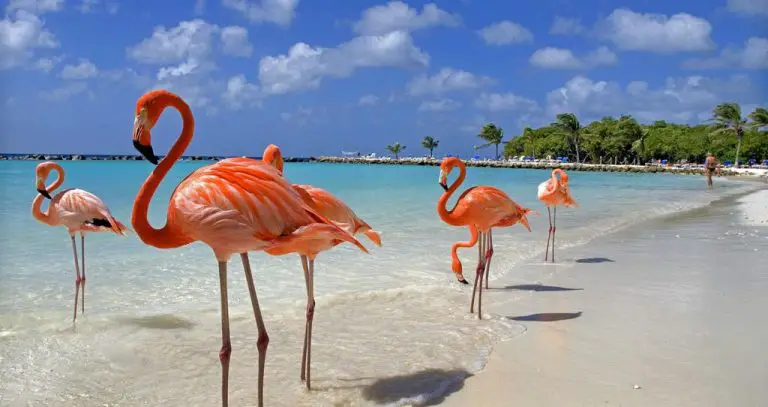 Flamingo beach
