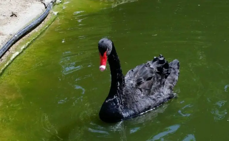 Black Swan in Villa le Chene