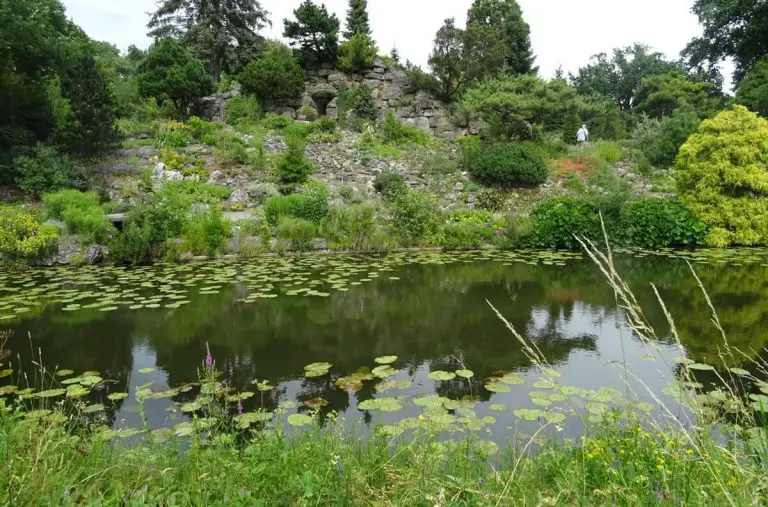 Pond in the botanical garden