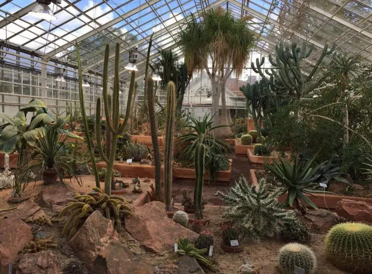 Greenhouse with cacti