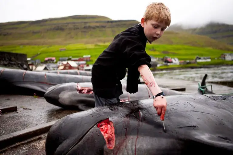 Dolphin killing permitted by Faroe Islands law