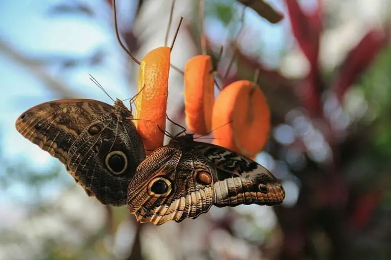Butterflies at Konya Tropical Butterfly Garden