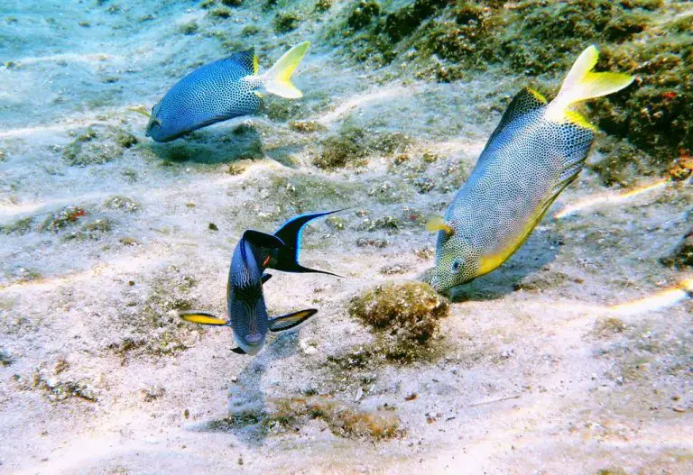 Coral Reef Inhabitants
