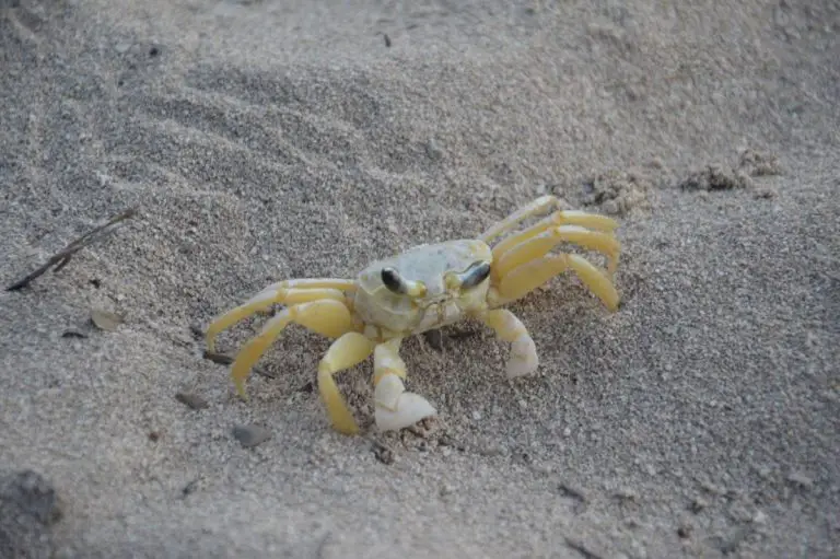 Crab at Pantai Cenang Beach