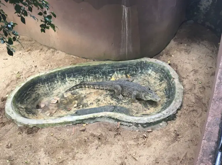 Crocodile in the National Zoological Garden
