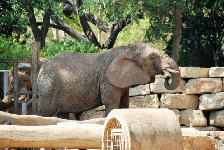 Elephant in Ramat Gan Safari Park