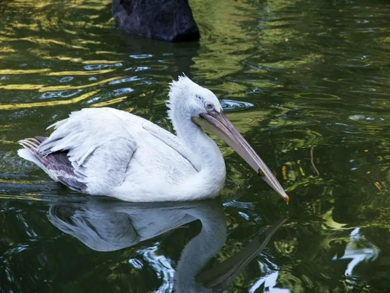 Photo: curly pelican bird