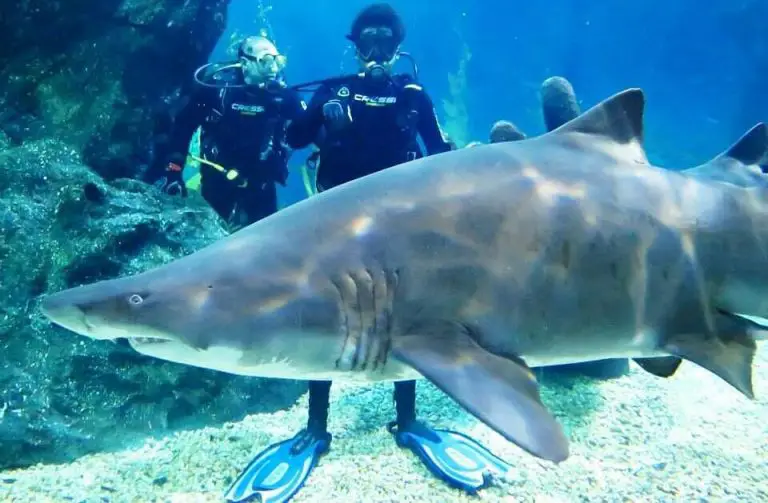 Shark encounter