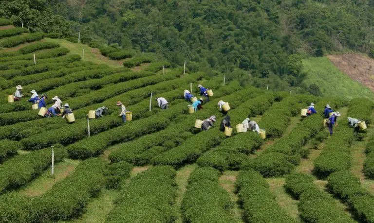 Doi Mae Salong village tea growers