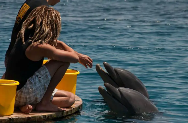 Black Sea bottlenose dolphins