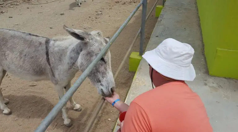 You can feed the donkeys