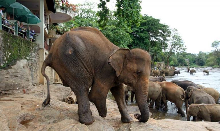 Photo: elephant without legs