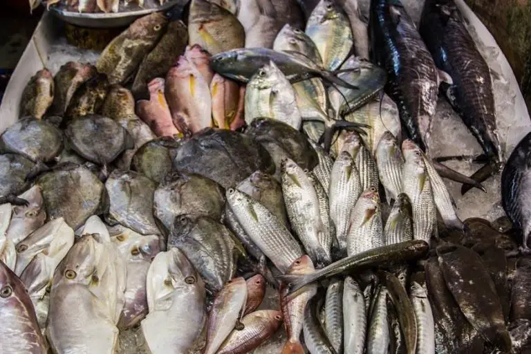 Fish at Wat Bun Market