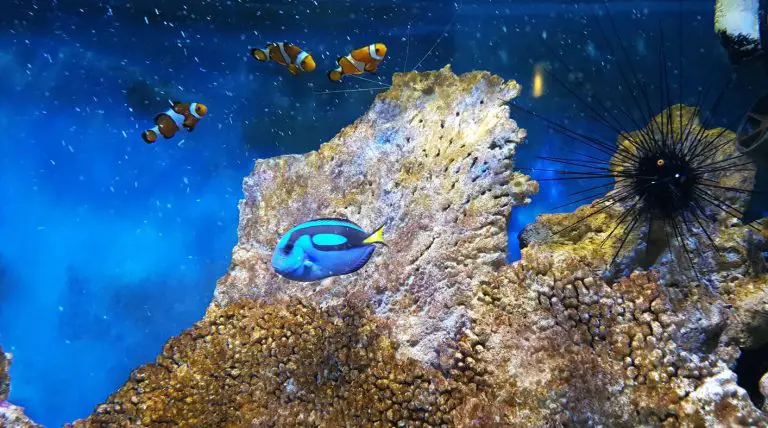 Fish in the aquarium