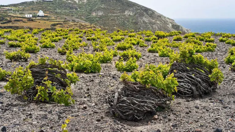 Vine bushes on Santorini island in Greece