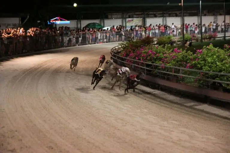 Photo: Dog Race at Lam Song Stadium