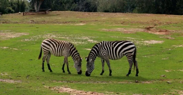 Zebras in Ramat Gan Safari Park