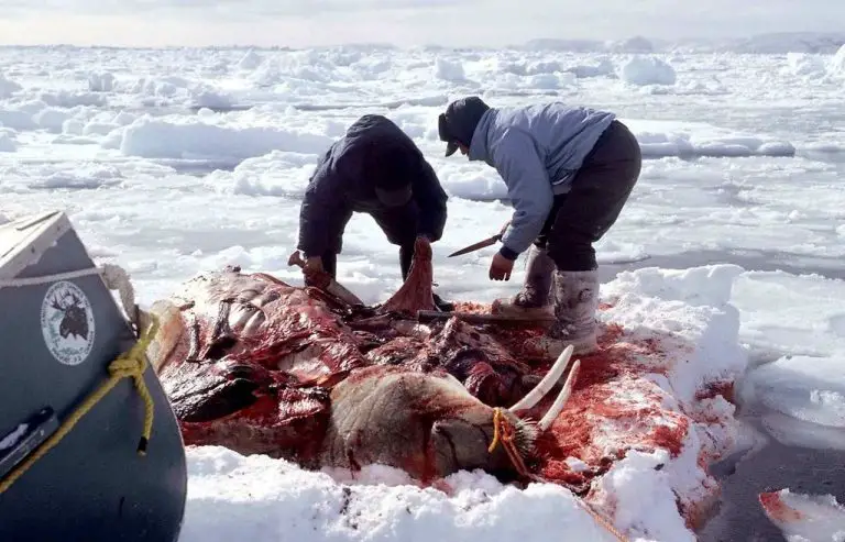 Inuit have the right to hunt for personal purposes