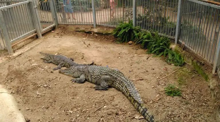 Crocodiles at the zoo