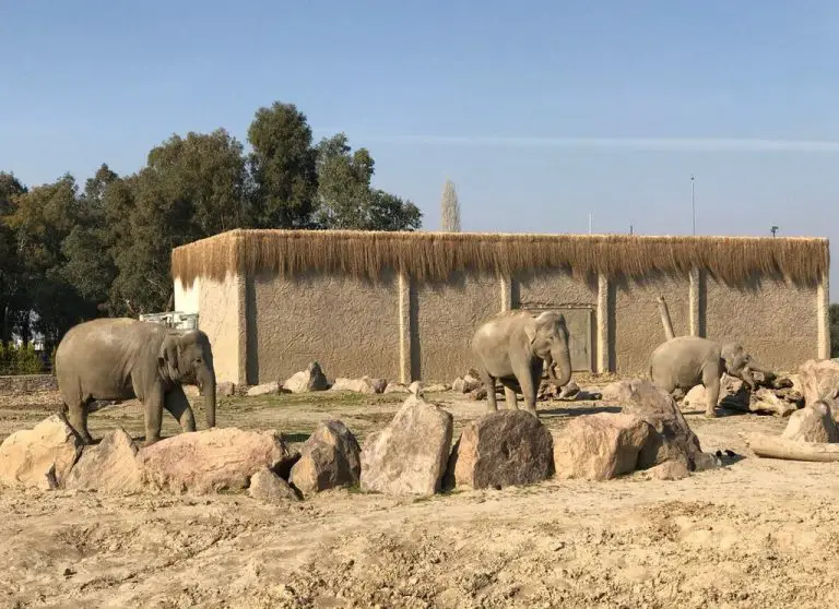 Elephants at Izmir Zoo
