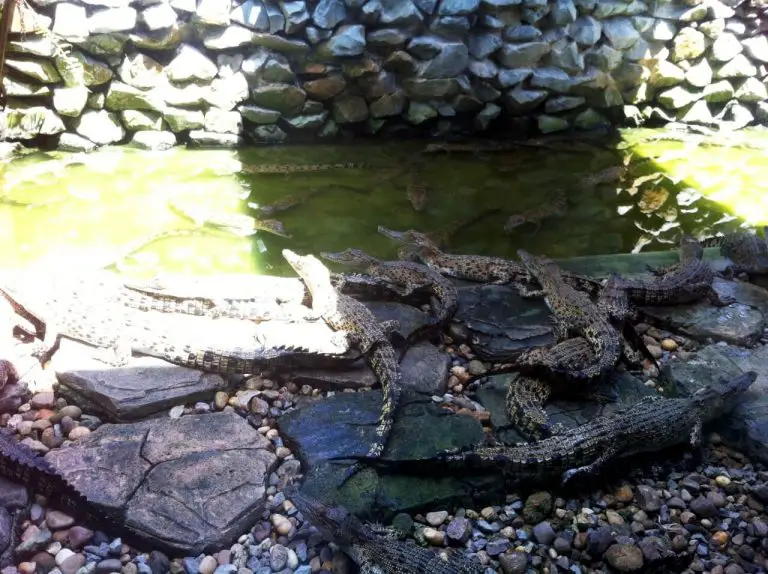 Crocodile Farm (Jong's Crocodile Farm & Zoo)