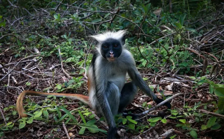 Monkey in Jozani Chwaka Park