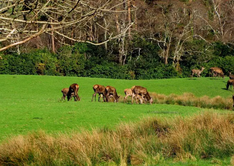 Deer in Killarney National Park