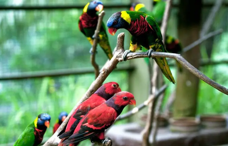 Bright Birdies at Kuala Lumpur Bird Park