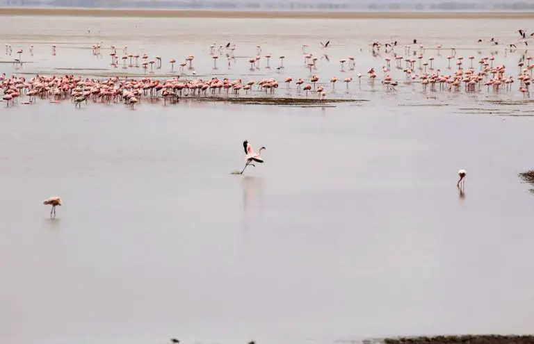 Colonies of Pink Flamingos
