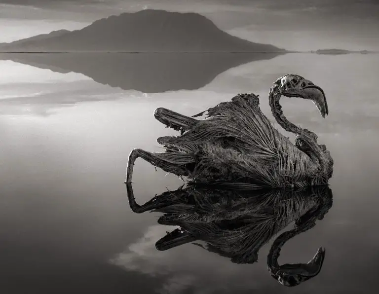 Lake Natron turns animals into stone statues