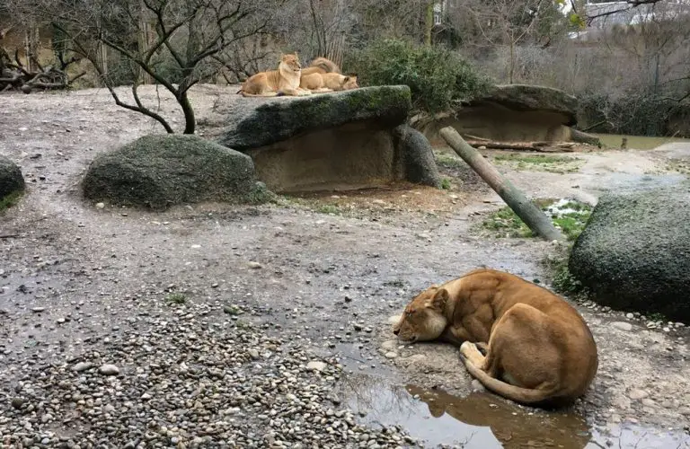 Lions at the Basel Zoo, Switzerland