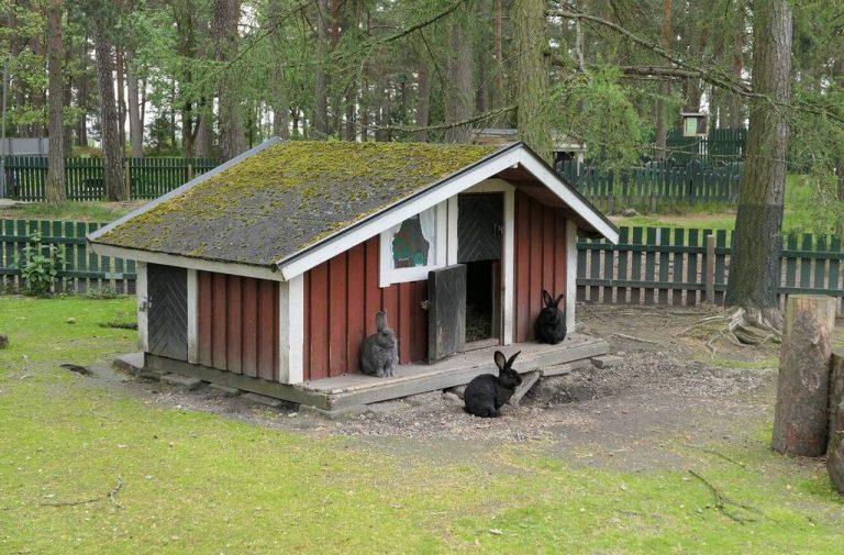 Rabbits in the park