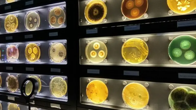 In the Museum of Microbes