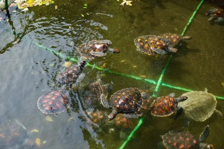 Mnarani Marine Turtles - Turtle Sanctuary