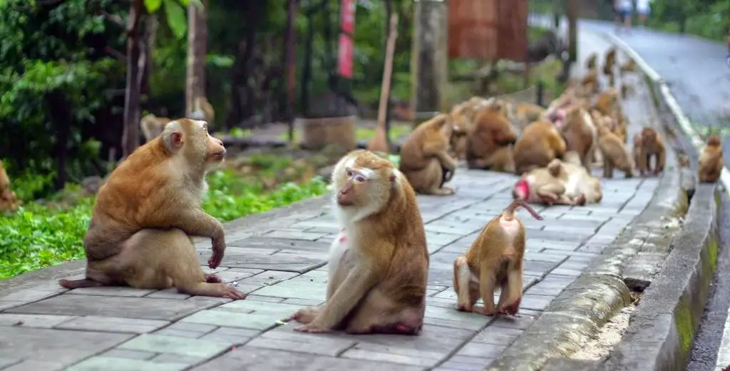 Tourist's guide to Monkey Mountain in Phuket - meeting the macaques