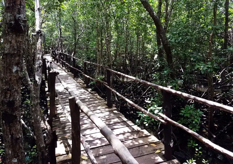 Wooden Bridges in Jozani Chwaka National Park