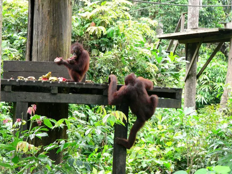 Orangutans at Sepilok Orangutan Rehabilitation Center