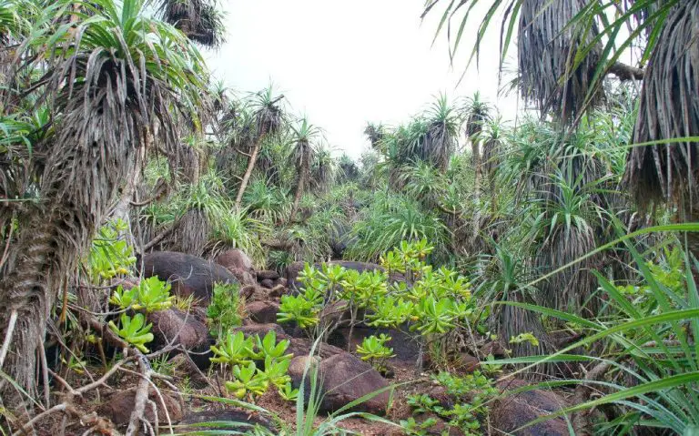 Rumassala rainforest