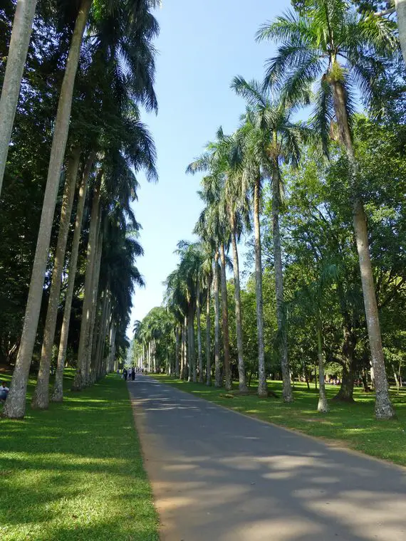 Palm Alley in the Botanical Garden of Peradeniya